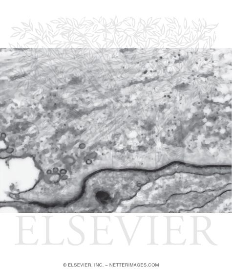 Watermarked preview of unlabeled image: Electron Micrograph of Parts of Two Neighboring Astrocytes