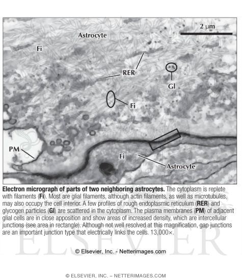 Watermarked preview of labeled image: Electron Micrograph of Parts of Two Neighboring Astrocytes