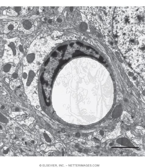Electron Micrograph of a Capillary In the Brain In Transverse Section