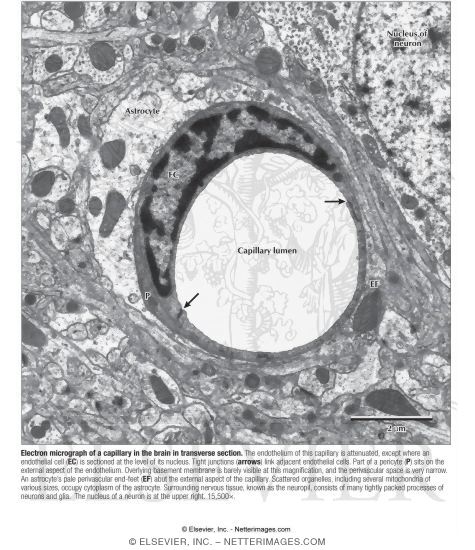 Watermarked preview of labeled image: Electron Micrograph of a Capillary In the Brain In Transverse Section