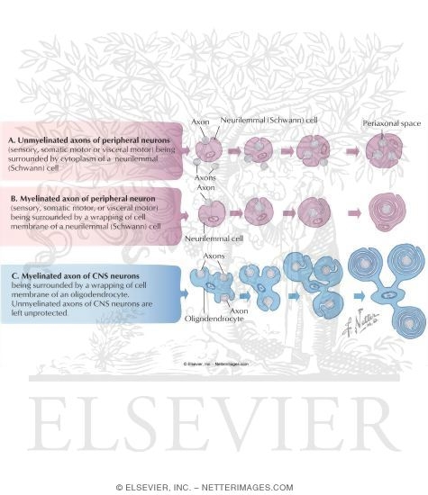 Development of Myelination and Axon Ensheathment
Development of the Cellular Sheath of Axons