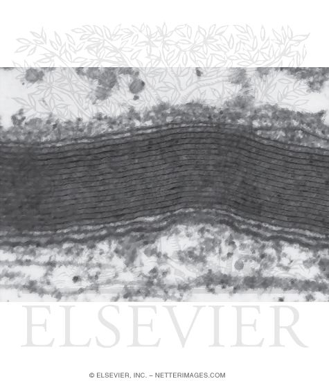 High Magnification Electron Micrograph of Part of a Myelinated Axon In the PNS