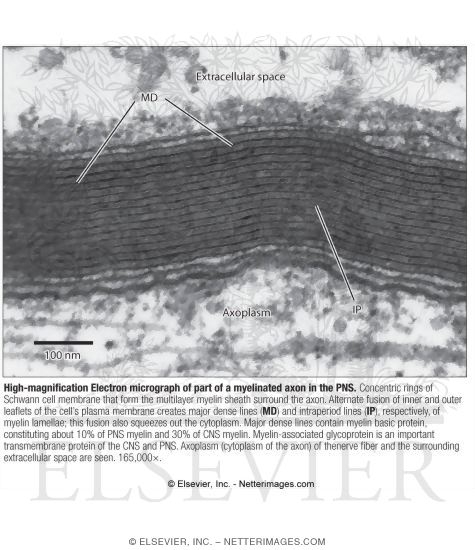 Watermarked preview of labeled image: High Magnification Electron Micrograph of Part of a Myelinated Axon In the PNS