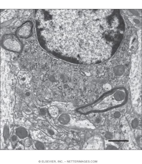 Electron Micrograph of an Oligodendrocyte