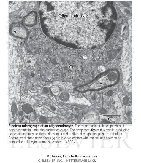 Watermarked preview of labeled image: Electron Micrograph of an Oligodendrocyte