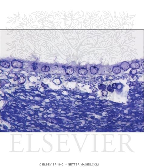 Watermarked preview of unlabeled image: Light Micrograph of Part of the Lateral Ventricle of the Brain