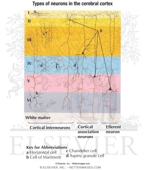Types of Neurons in Cerebral Cortex