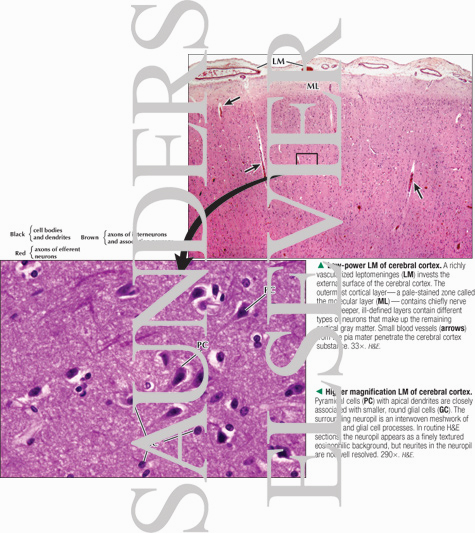 Watermarked preview of labeled image: Low-power Light Micrograph of Cerebral Cortex With Higher Magnification Light Micrograph of 
Cerebral Cortex