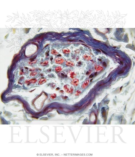 Watermarked preview of unlabeled image: Light Micrograph of a Nerve Fascicle at Higher Magnification
