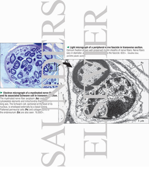Watermarked preview of labeled image: Light Micrograph of a Peripheral Nerve Fascicle In Transverse Section With Electron Micrograph of a Myelinated Nerve Fiber and Its Associated Schwann Cell In Transverse Section