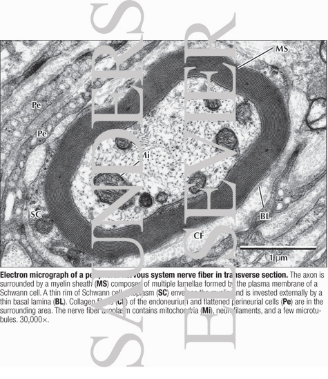 Watermarked preview of labeled image: Electron Micrograph of a Peripheral Nervous System Nerve Fiber In Transverse Section
