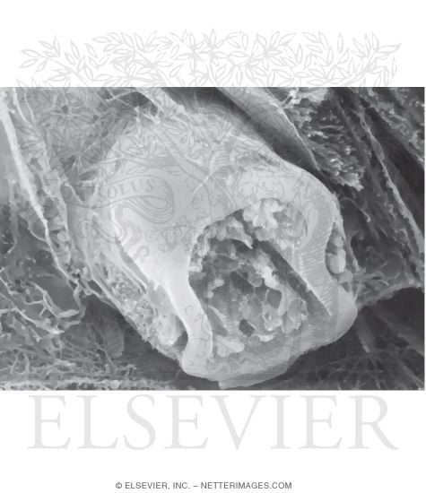 Watermarked preview of unlabeled image: High-resolution Scanning Electron Micrograph of a Myelinated Nerve Fiber Fractured In the Transverse Plane