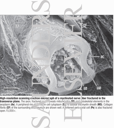 Watermarked preview of labeled image: High-resolution Scanning Electron Micrograph of a Myelinated Nerve Fiber Fractured In the Transverse Plane