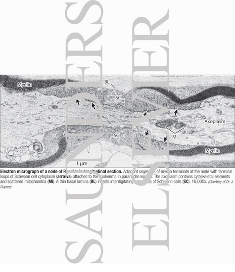 Electron Micrograph of a Node of Ranvier In Longitudinal Section