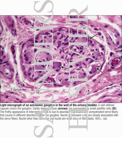 Watermarked preview of labeled image: Light Micrograph of an Autonomic Ganglion In the Wall of the Urinary Bladder