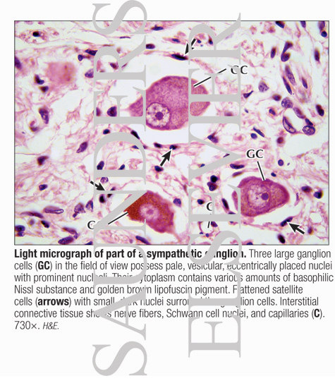 Light Micrograph of Part of a Sympathetic Ganglion