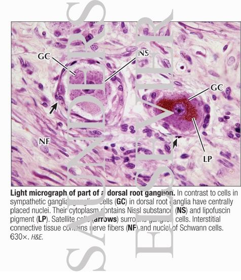 Light Micrograph of Part of a Dorsal Root Ganglion