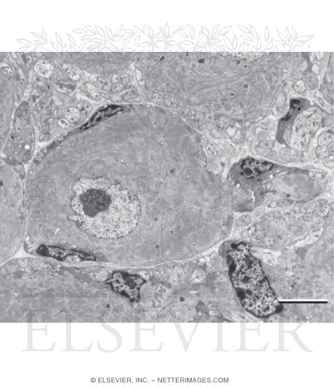 Electron Micrograph Part of a Sympathetic Ganglion