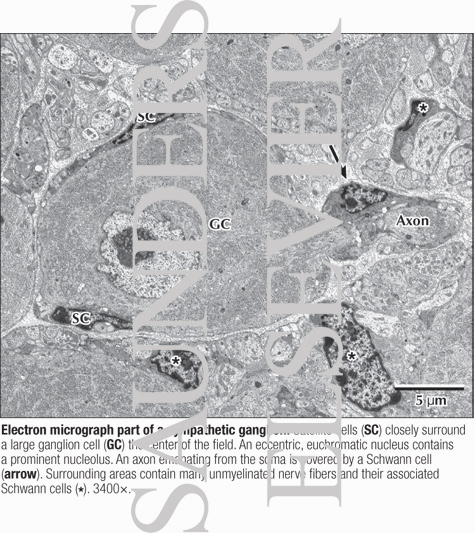 Watermarked preview of labeled image: Electron Micrograph Part of a Sympathetic Ganglion
