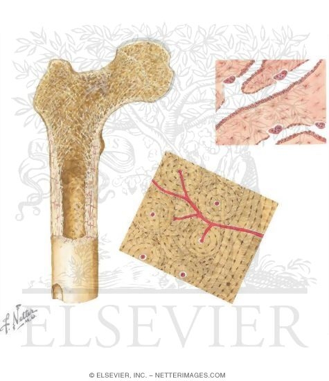 Structure of Bone