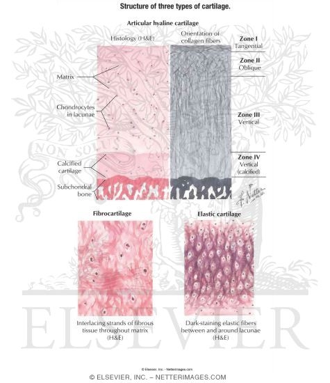 Structure of Three Types of Cartilage