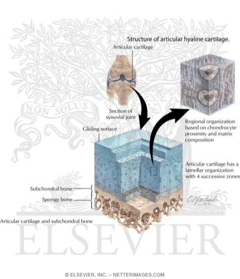 Watermarked preview of labeled image: Structure of Articular Cartilage