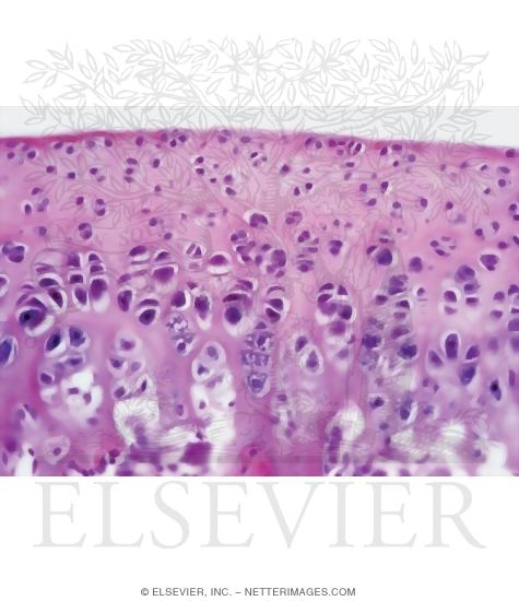 hyaline cartilage