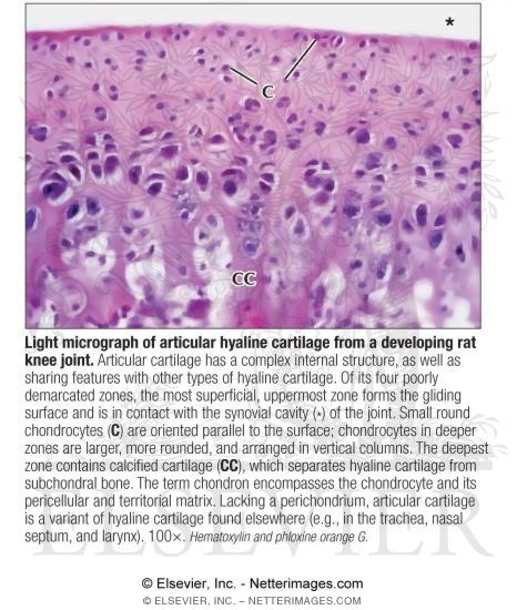 hyaline cartilage