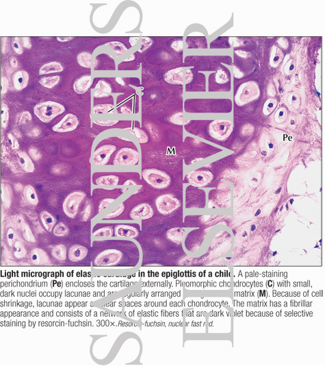 Light Micrograph of Elastic Cartilage In the Epiglottis of a Child