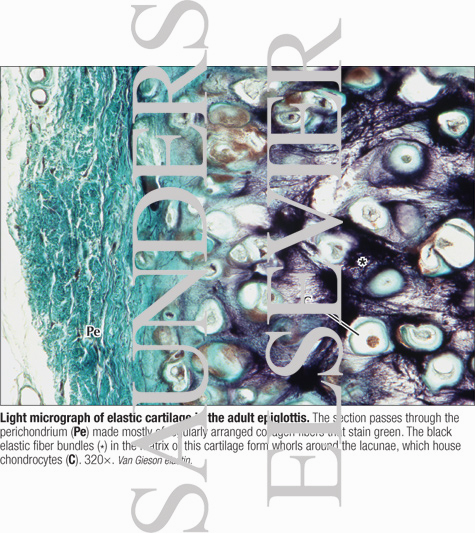 Watermarked preview of labeled image: Light Micrograph of Elastic Cartilage In the Adult Epiglottis