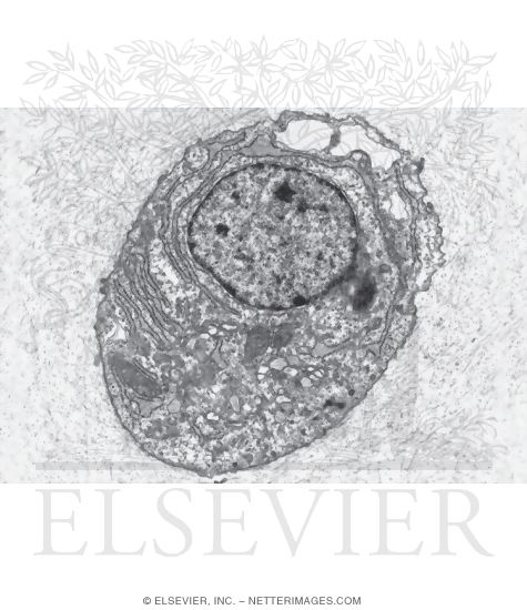 Electron Micrograph of a Chondrocyte In Hyaline Cartilage of the Trachea
