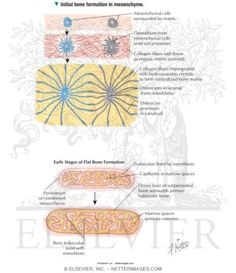 Bone Development in Mesenchyme