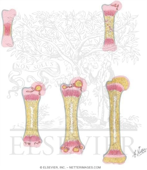 Growth and Ossification of Long Bones (Humerus, Midfrontal ...