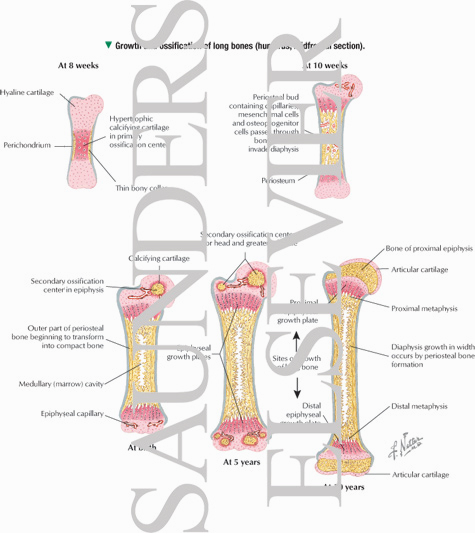 Growth and Ossification of Long Bones (Humerus, Midfrontal ...