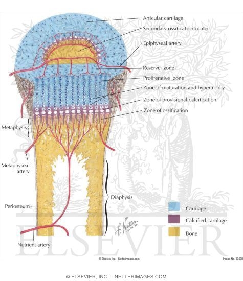 Epiphyseal Growth Plate