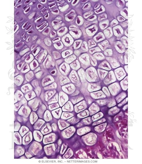 Watermarked preview of unlabeled image: Light Micrograph Showing Details of the Growth Plate In Longitudinal Section