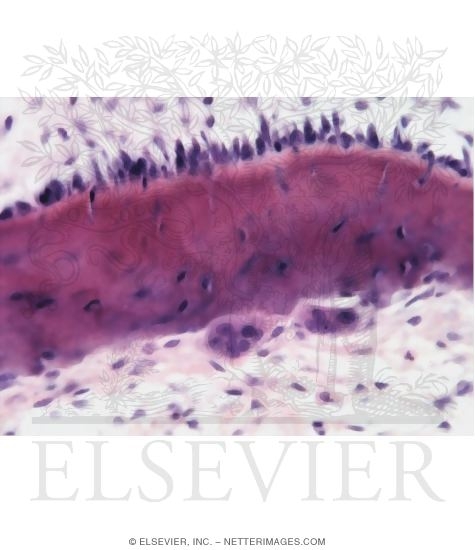 Watermarked preview of unlabeled image: Light Micrograph of Part of a Bony Trabecula In Fetal Spongy Bone