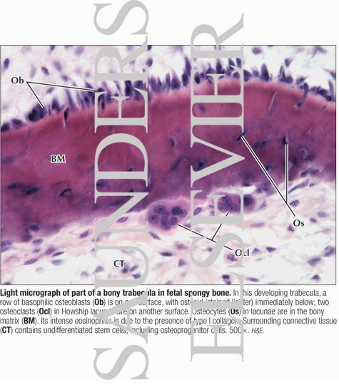 Light Micrograph of Part of a Bony Trabecula In Fetal Spongy Bone