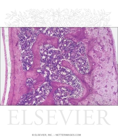 Light Micrograph of Decalcified Diaphysis of a Long Bone In Longitudinal Section