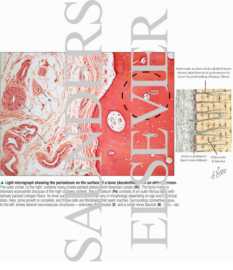 Watermarked preview of labeled image: Light Micrograph Showing the Periosteum On the Surface of a Bone (Decalcified) From an Elderly Person
