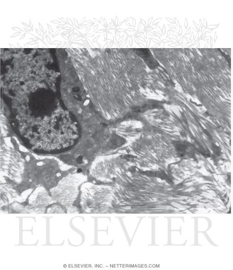 Electron Micrograph of Parts of Active Osteoblasts Adjacent to Osteoid