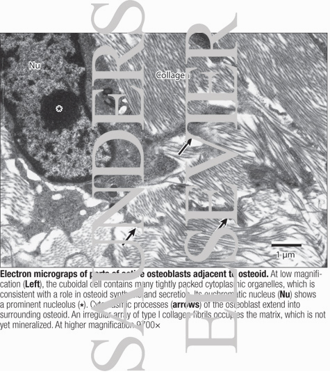 Electron Micrograph of Parts of Active Osteoblasts Adjacent to Osteoid