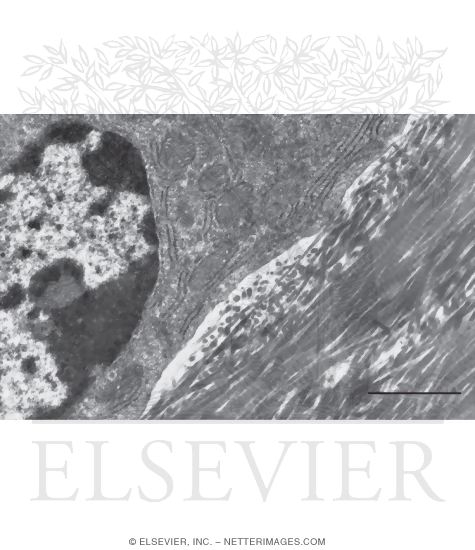 Watermarked preview of unlabeled image: Electron Micrograps of Parts of Active Osteoblasts Adjacent to Osteoid
