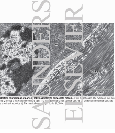 Watermarked preview of labeled image: Electron Micrograps of Parts of Active Osteoblasts Adjacent to Osteoid