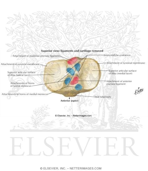 Watermarked preview of unlabeled image: Knee: Interior