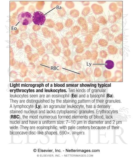 Light Micrograph of a Blood Smear Showing Typical Erythrocytes and Leukocytes