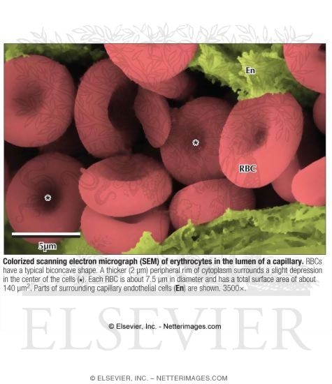 Watermarked preview of labeled image: Colorized Scanning Electron Micrograph of Erythrocytes In the Lumen of a Capillary