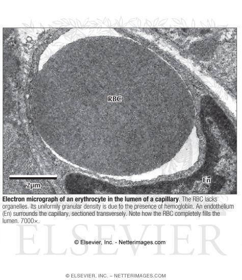 Electron Micrograph of an Erythrocyte In the Lumen of a Capillary