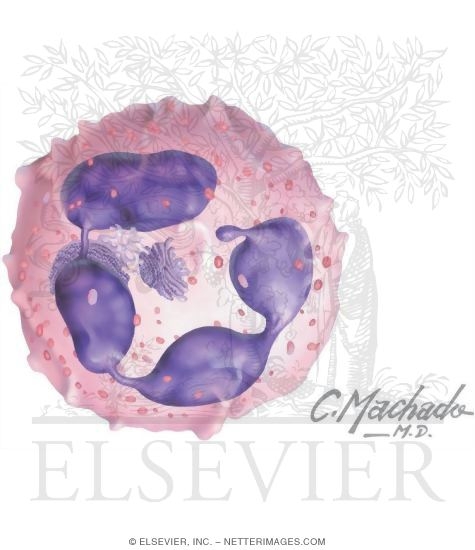 Neutrophil