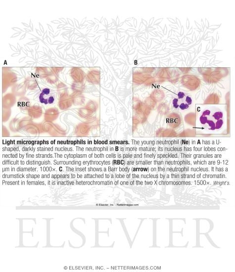 Watermarked preview of labeled image: Light Micrographs of Neutrophils In Blood Smears